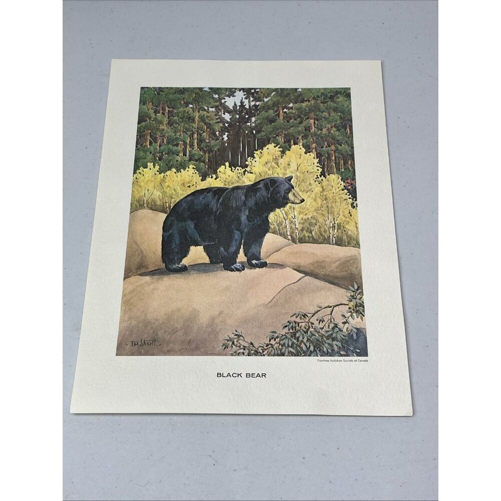 J.M. Shortt Black Bear Audubon Society of Canada Print 11 X 8.5